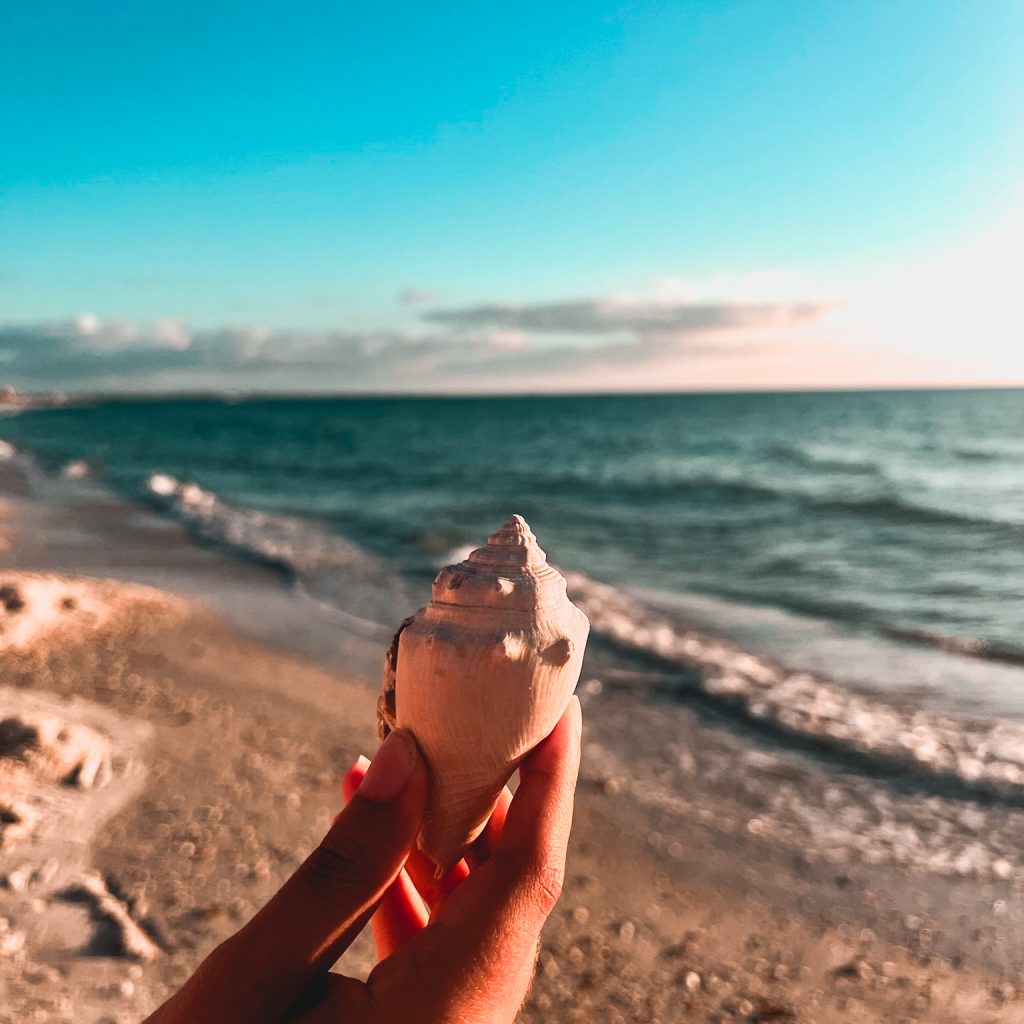 Seashell at sunset beach in treasure island
