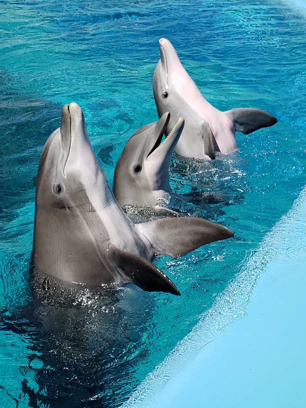 close up shot of dolphins in an aquarium