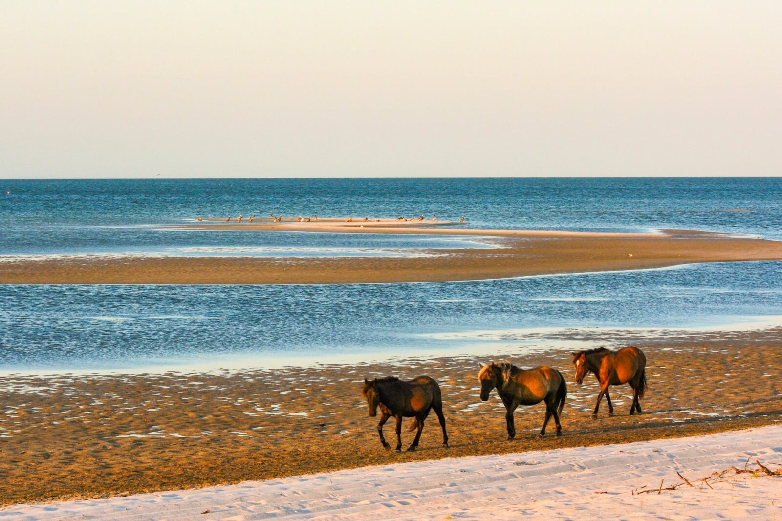 horses walking on the beach in Chincoteague