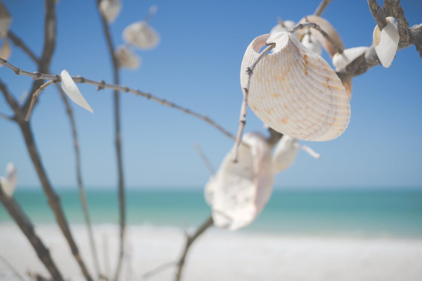 white decorative shells hanging on a tree on the beach
