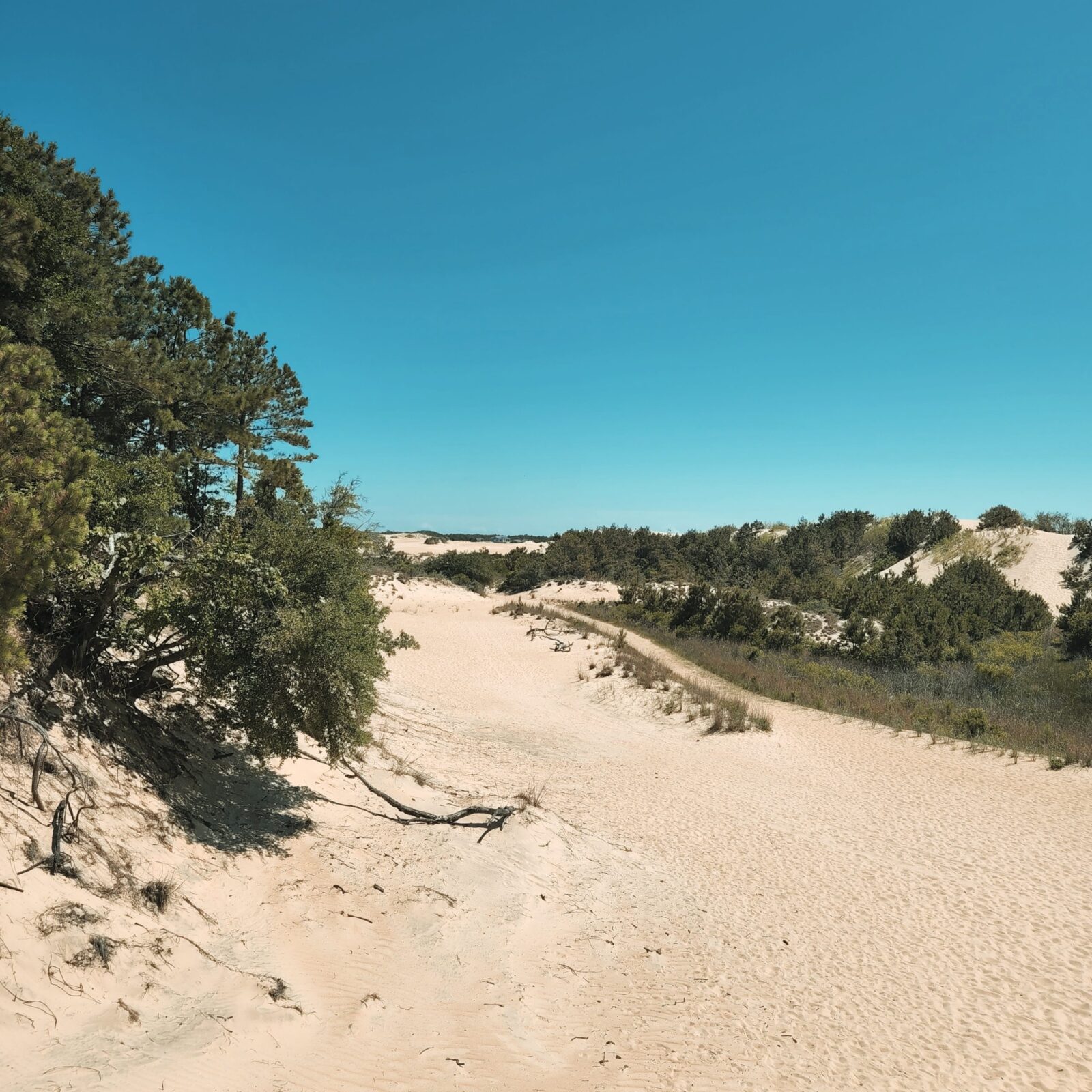 dunes at jockey's ridge state park in the outer banks