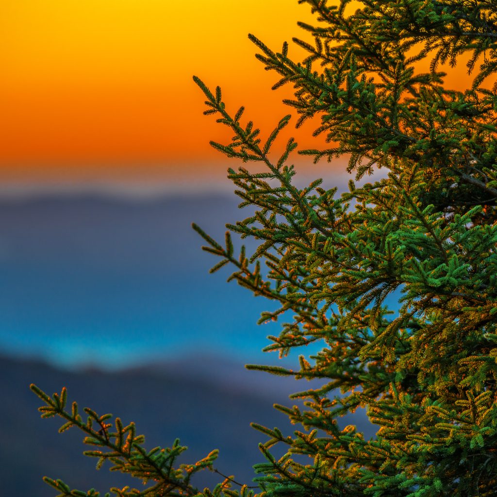 sunset with pine tree and mountains