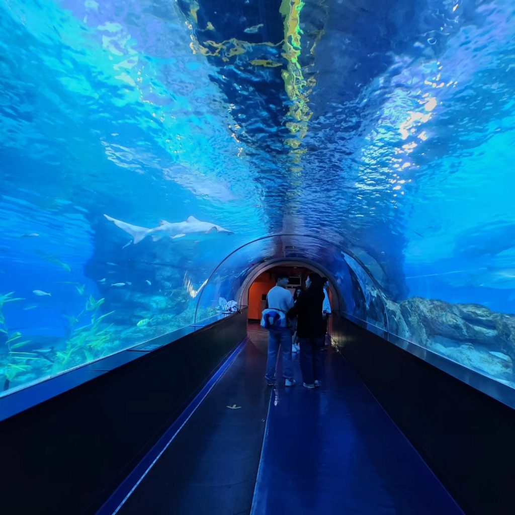 coex aquarium tunnel