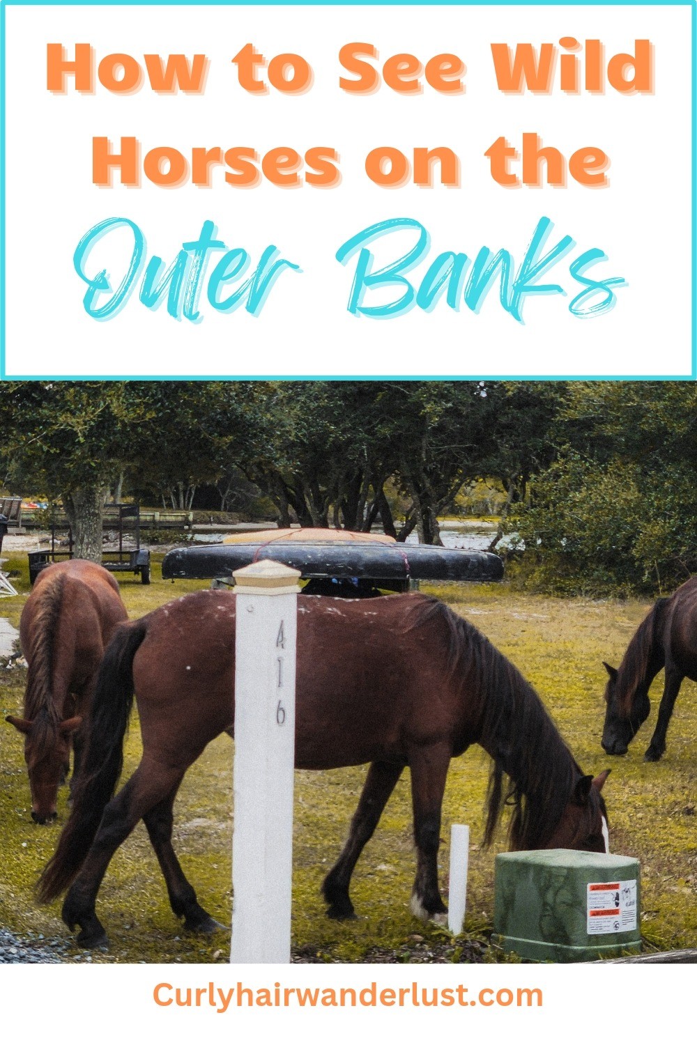 how to see wild horses on the outer banks