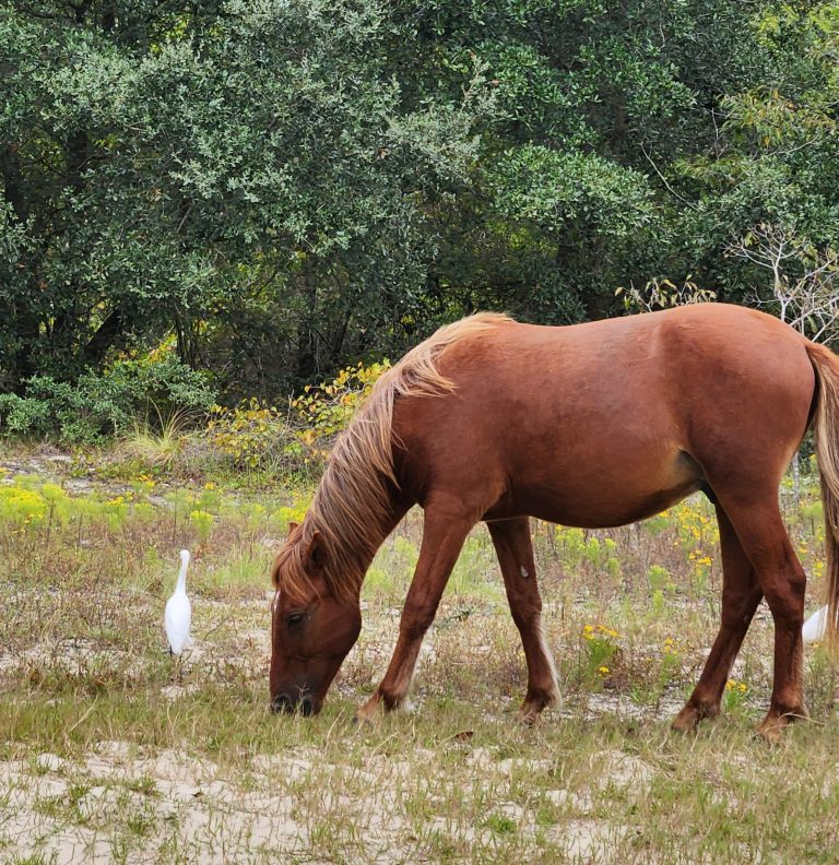 How to See Wild Horses on the Outer Banks