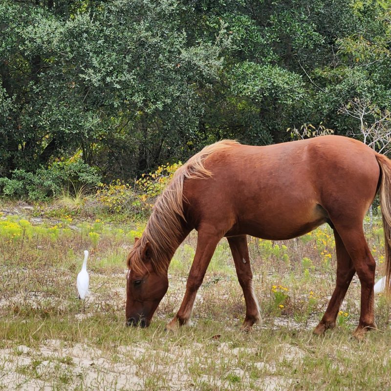 a brown horse in the outer banks eating grass