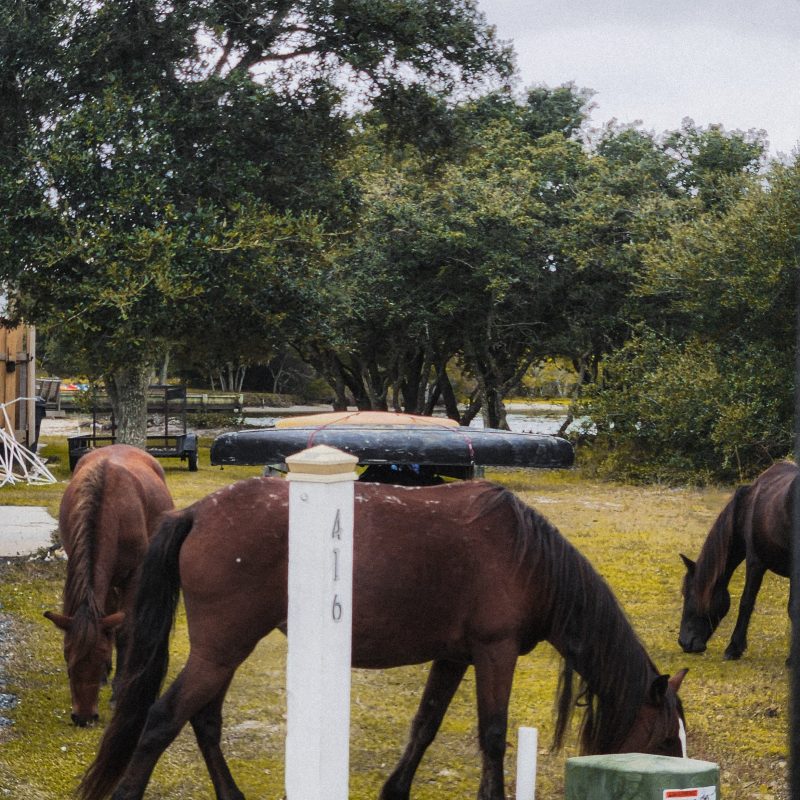 three wild horses eating grass near house