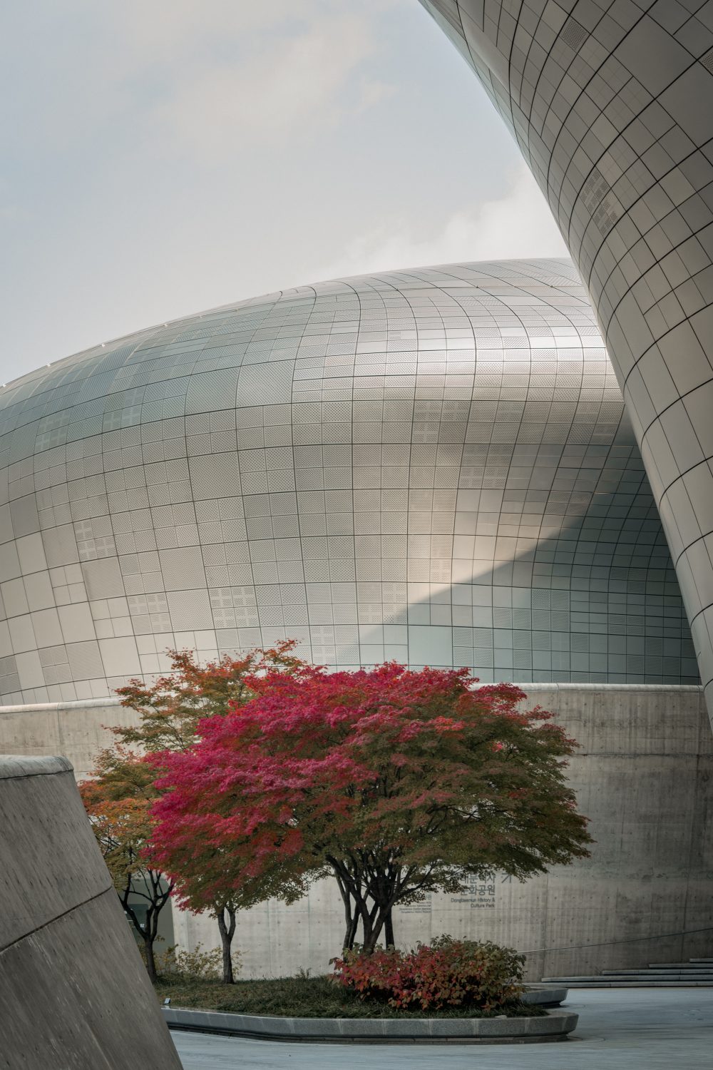 dongdaemun design plaza with maple trees