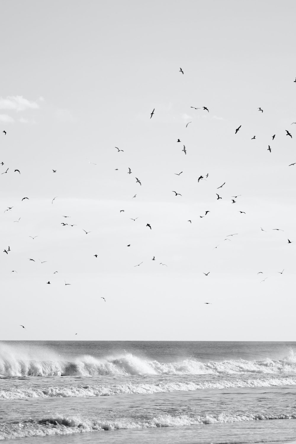 birds flying over ocean