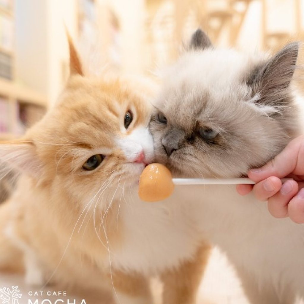 two cats licking a lollipop