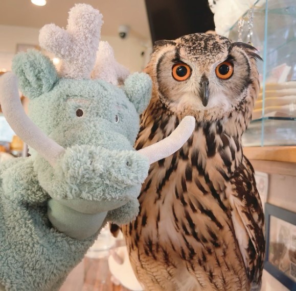 large brown owl beside stuffed animal at harajuku cafe