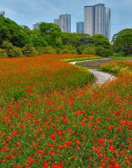 a pathway with thousands of red flowers and skyscrapers in background