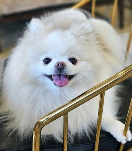 white Pomeranian on a chair staring at camera in cafe in seoul