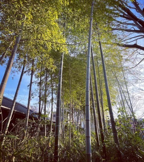 tall bamboo forest at okamoto park