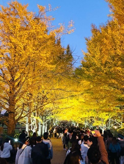 yellow trees line path with tons of people in japan