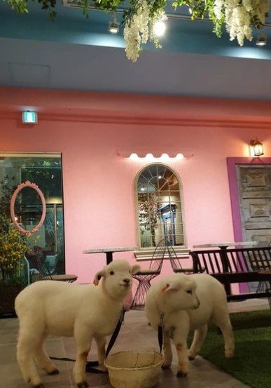 two fluffy sheep inside an adorable cafe with pink walls
