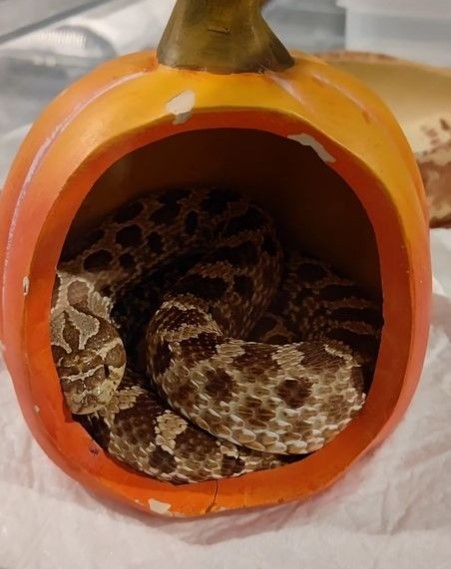 a snake curled up inside a pumpkin