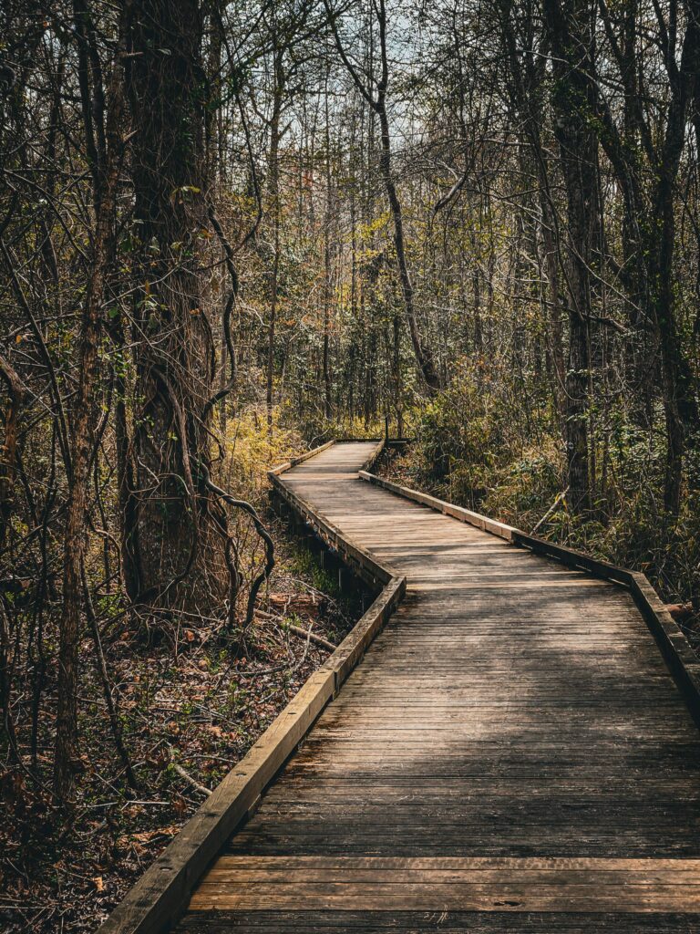 a long boardwalk going through the forest at the dismal swamp state park