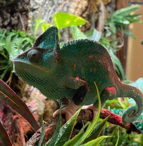 chameleon surrounded by green plants